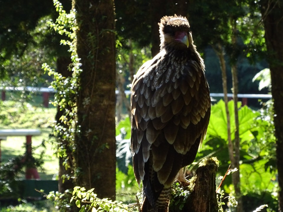 Harpy Eagle, just hanging out
