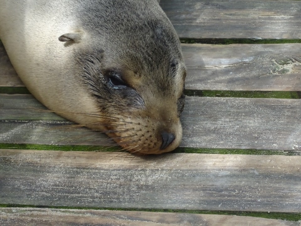 sleepy?  i thik this is how we will feel tomorrow.