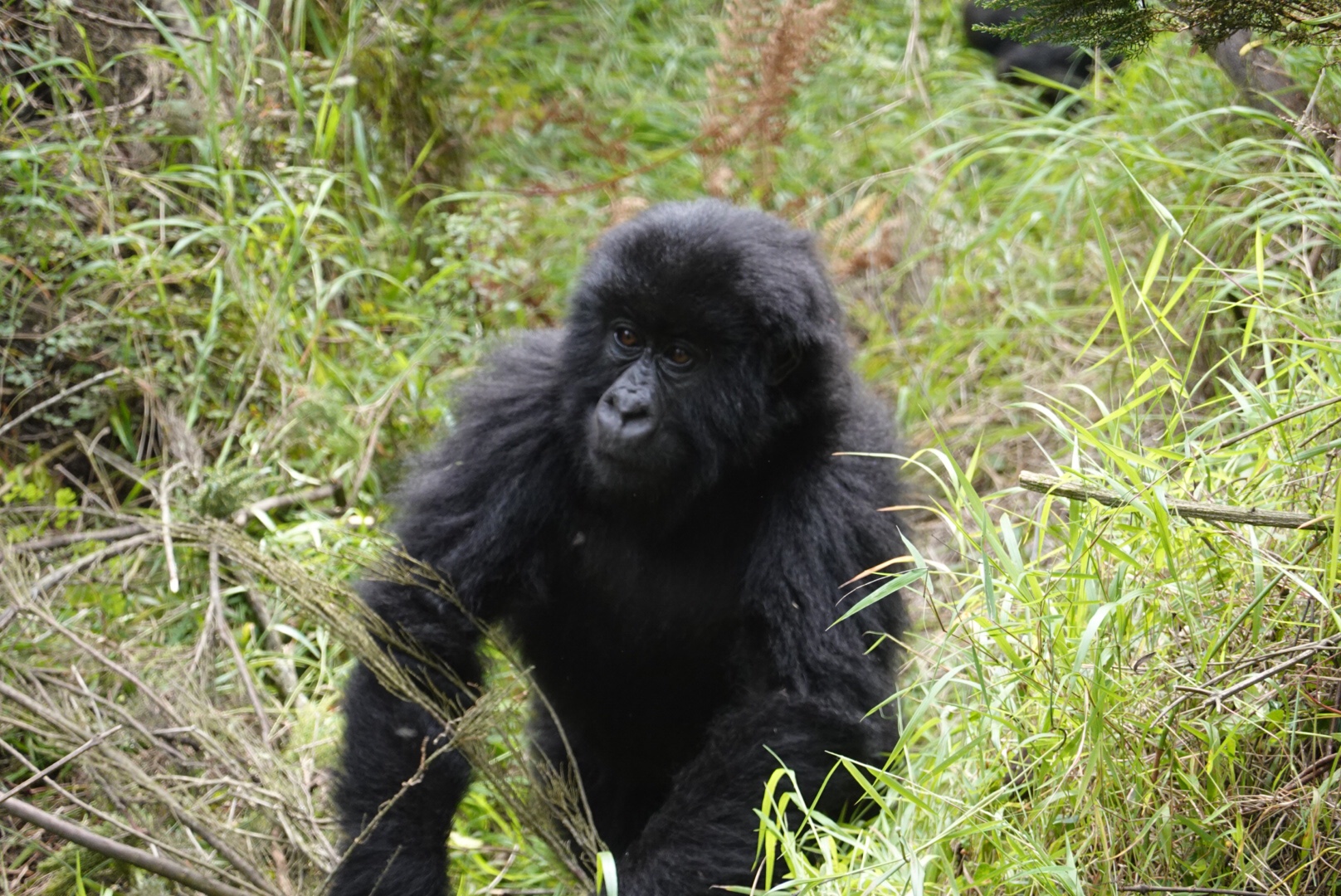Gorilla Trekking in Uganda/Rwanda