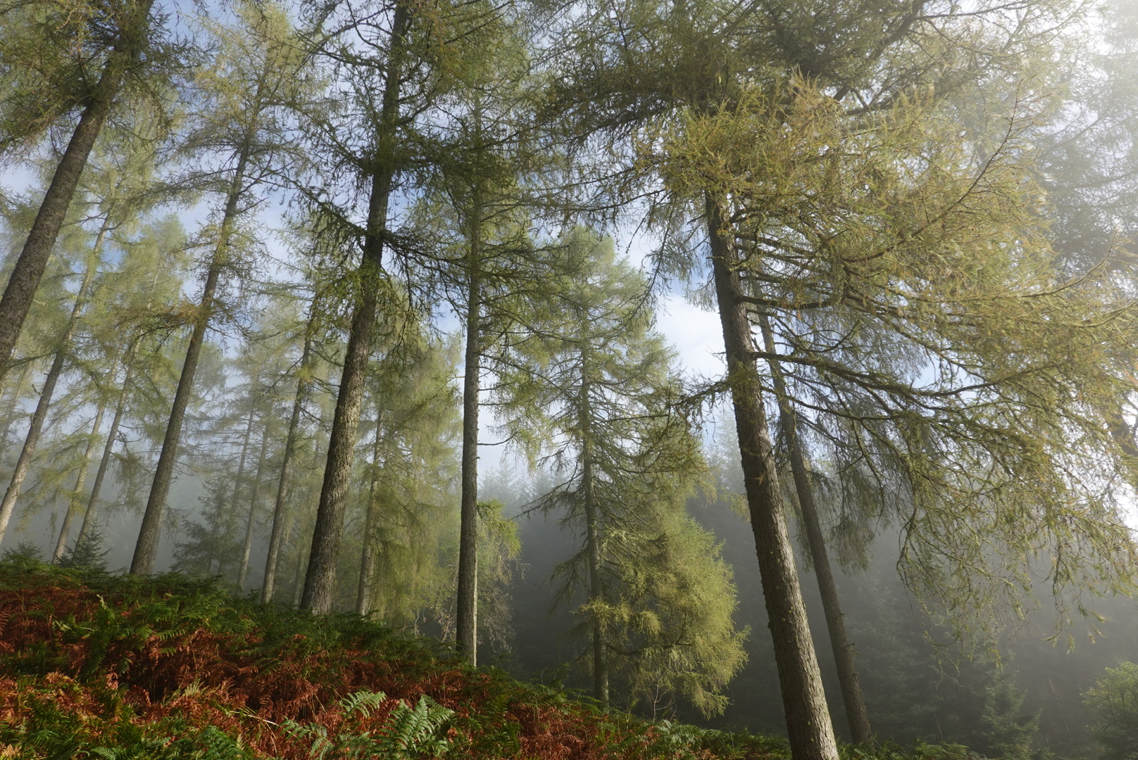Hiking Aberfoyle to Callander (10 mi)
