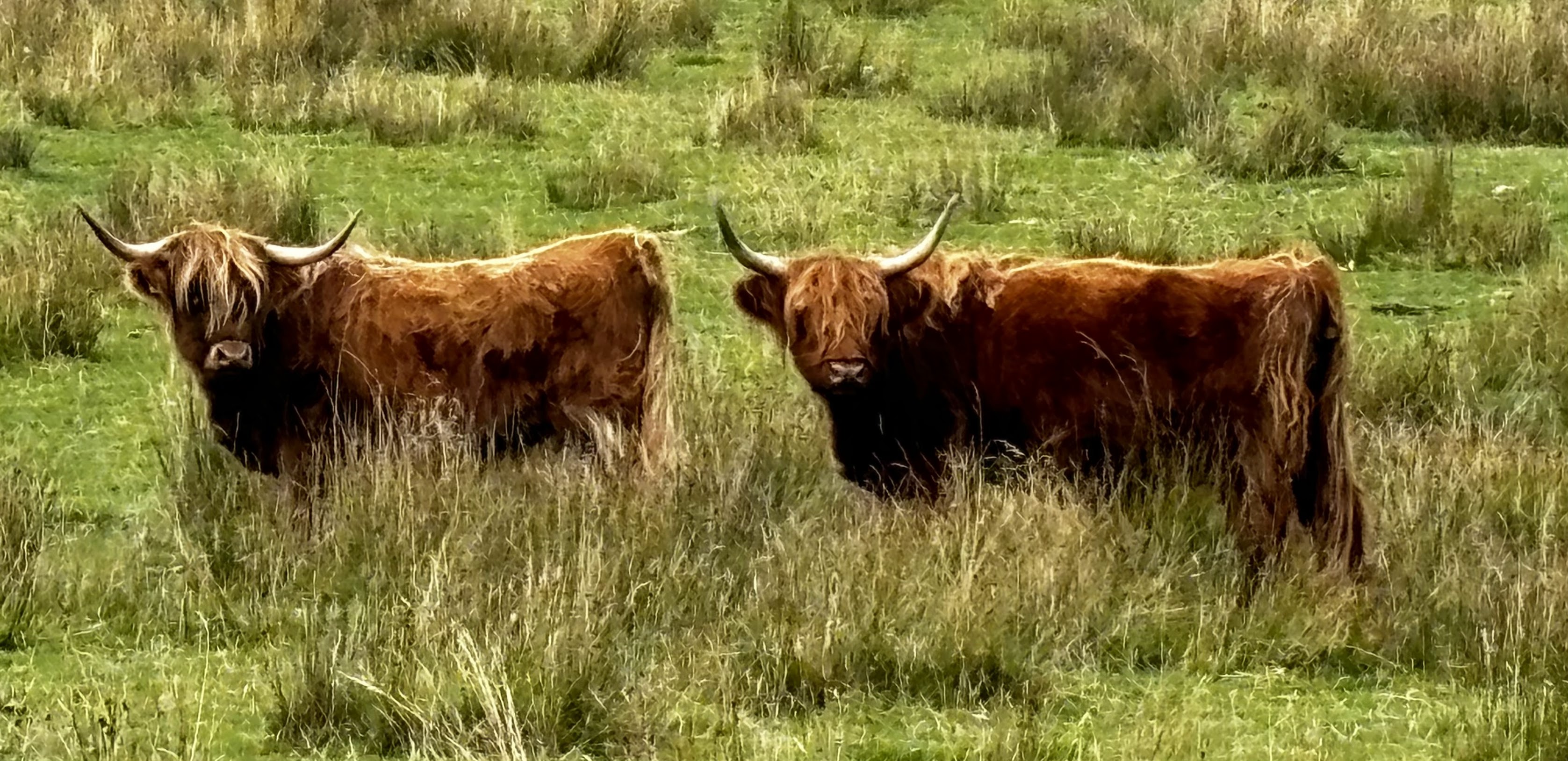 Killin to Ardtalnaig – 13 miles/2000 vertical feet – beautiful with lots of animals.  And a Monty Python Surprise  (took this photo with my iphone, vibrant mode – almost looks like a painting)