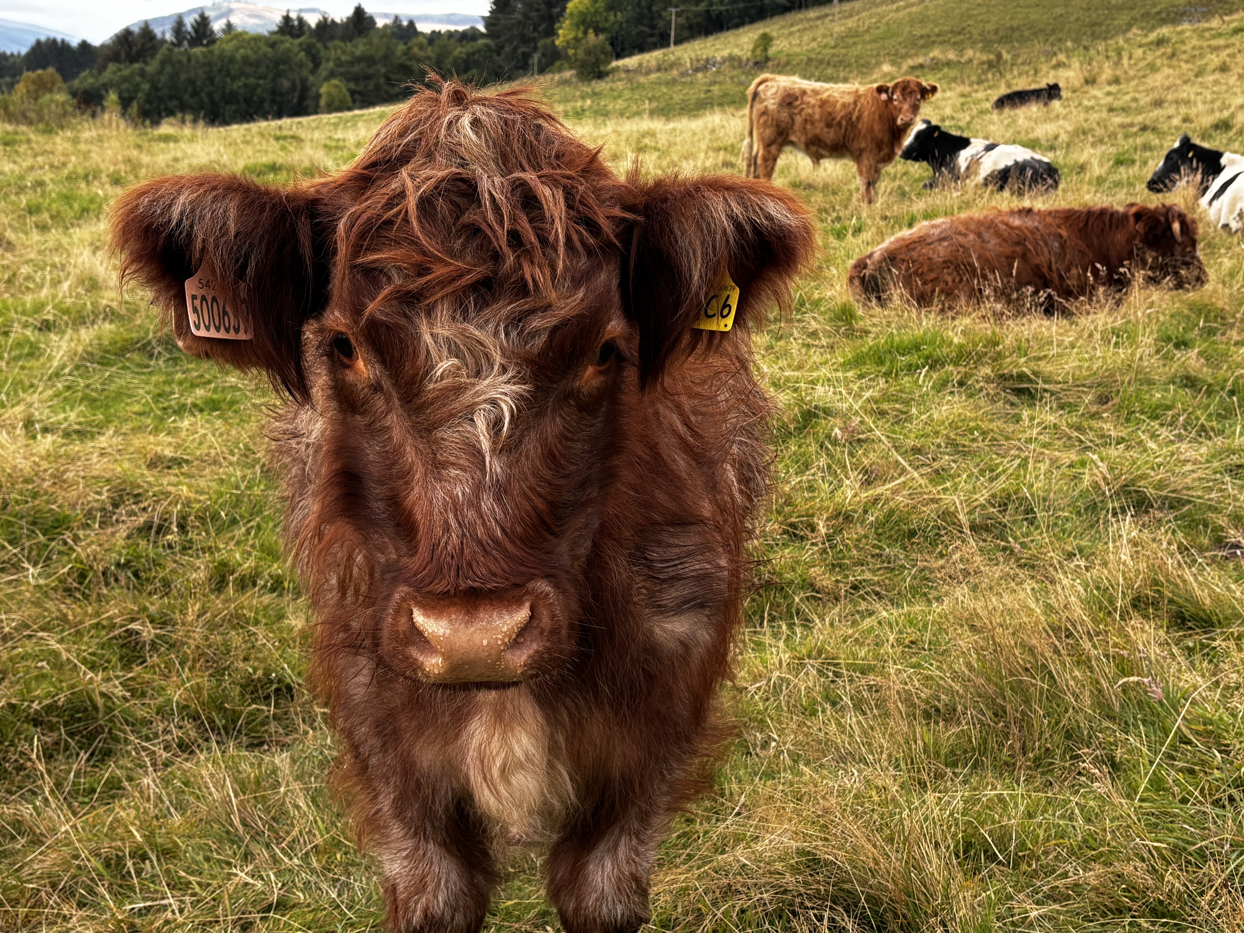 The last day: Aberfoyle to Pitlochry (10 Miles) & Training back to London